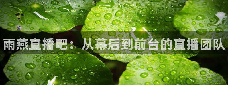 乐球直播体育免费直播：雨燕直播吧：从幕后到前台的直播团队